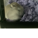 Hoppy happy Group