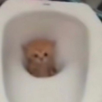 CatopiaCrew