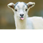 Detective Goat