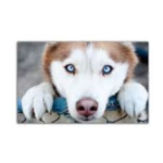 husky beutiful