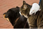 Rats united with Cats and Dogs