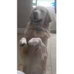 Enzo the bear