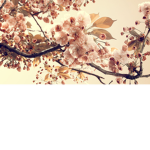 The Flowering Pixar