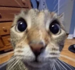 CatCatCat ت Group Thumbnail