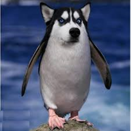 Husky Penguin Village