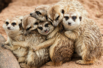 PositiveMeerkats