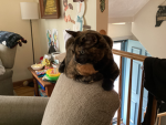 e love cats