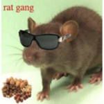 WERE THE RATZ