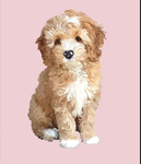 LULU THE DOODLE