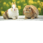ANIMALS ARE DAH BEST SO YAAA