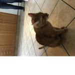THIS IS THE CAT / TROLL GROUP