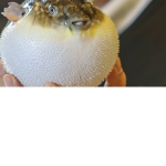 The puffer squad