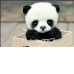 The Official Panda Pals Group