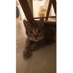 LH: O' Great Kitty