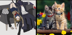 Mia loves black cats