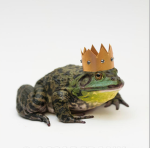 The fabulous Frog kingdom