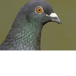 Furious pigeons