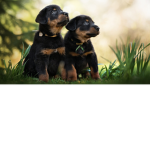 Puppy poppy fam