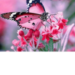 Butterfly's Creamy's