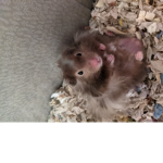 DIS MEH HAMSTER ALBERT