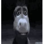 The goofy donkeys