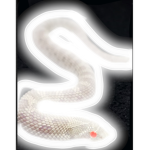 Albino snake