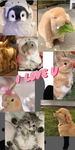 Animal lovers!<3