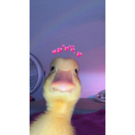 Kiley,s yt group
