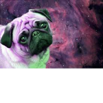 Galaxy Pugs rule