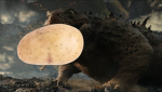 The Potato Doug Clan