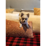 Cute Little Pets