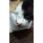 Cat meow meow meow meow