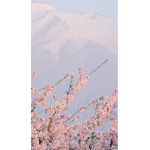 Sakura Nation