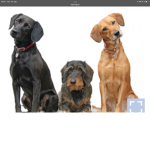 Super Nice dogs