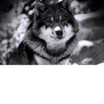 ~Wolf People~