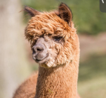 Alpaca poop