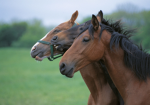 -+( the equestrian group )+-