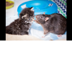 Kitties and Rats of PEACE