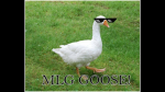 The cool geese