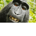 monkeys 1222222222222222