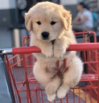 Be nice to doggies