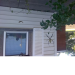 garden spider