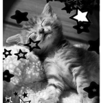 StarCatsx