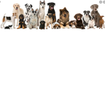 The DOGGO!!!