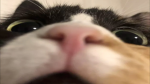 Silver_catmeow