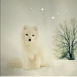 Arctic fox nation