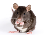 PAC rats