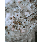 Little white blossoms