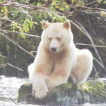 Hug Bears