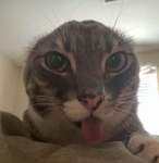 Memeing it up